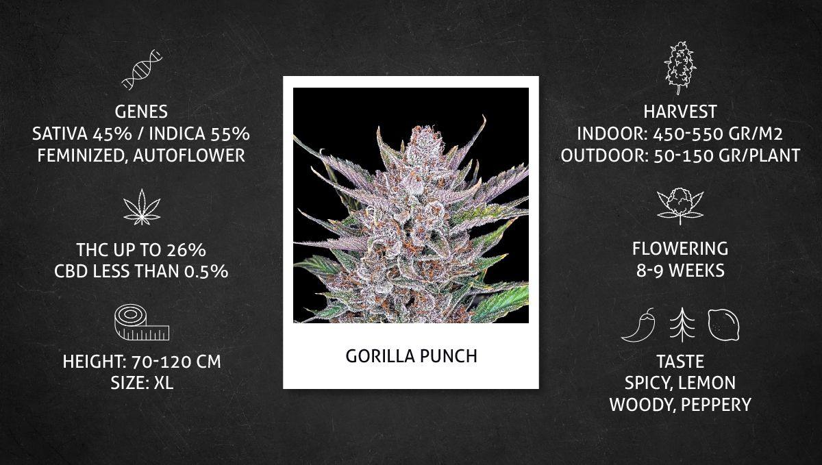 Gorilla Punch Auto cannabis strain: data sheet Gorilla Punch Auto cannabis strain: data sheet
