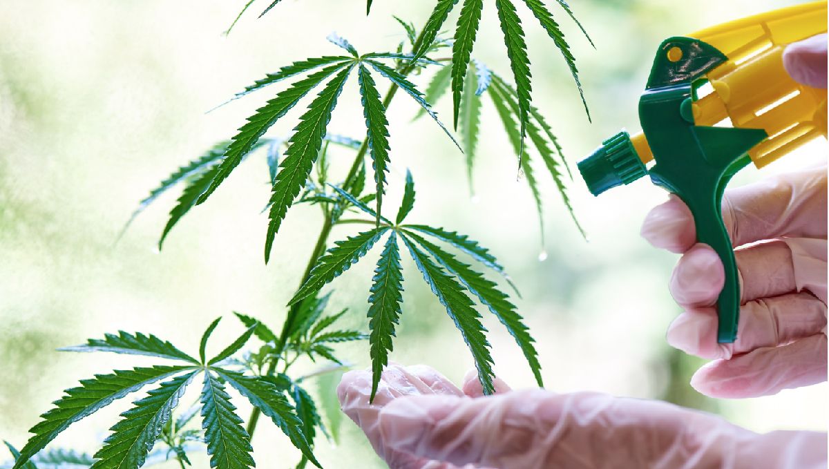 Crop steering cannabis: foliar sprays Crop steering cannabis: foliar sprays