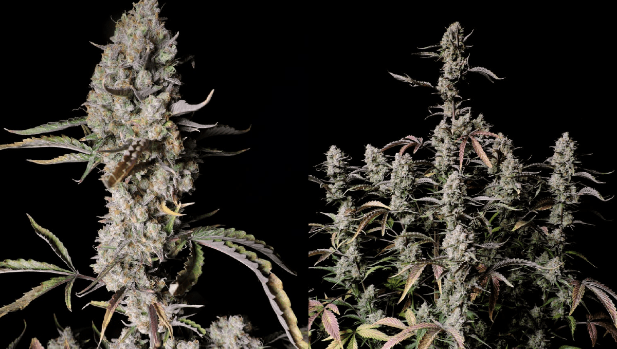 Top 5 THC-reiche Auto: Gorilla Z Auto