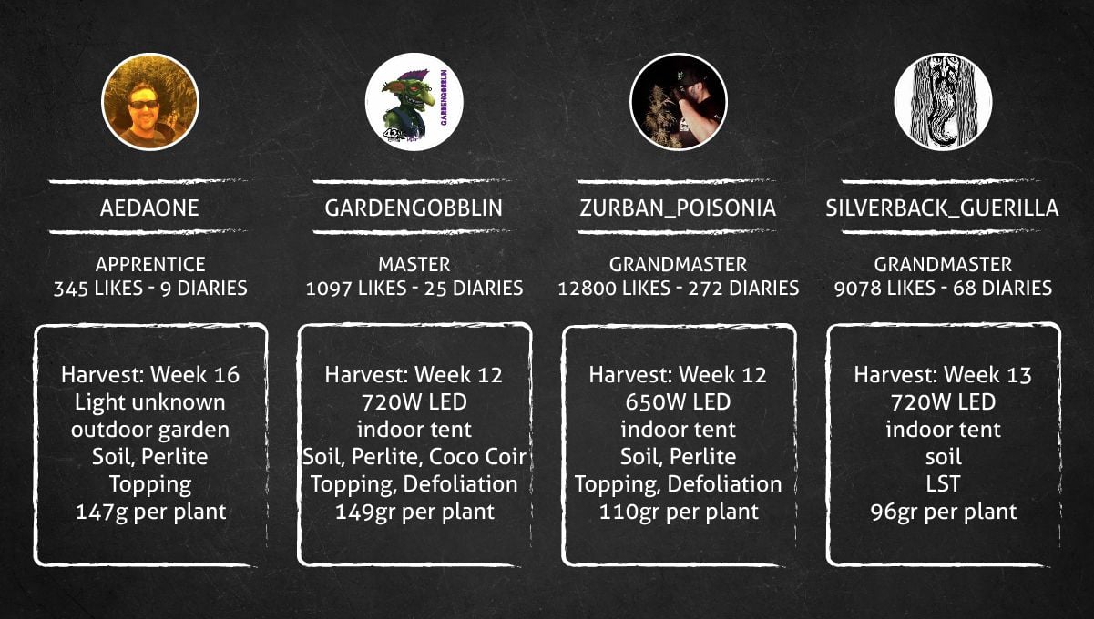 GG4 Sherbet FF cannabis strain: outcome GG4 Sherbet FF cannabis strain: outcome