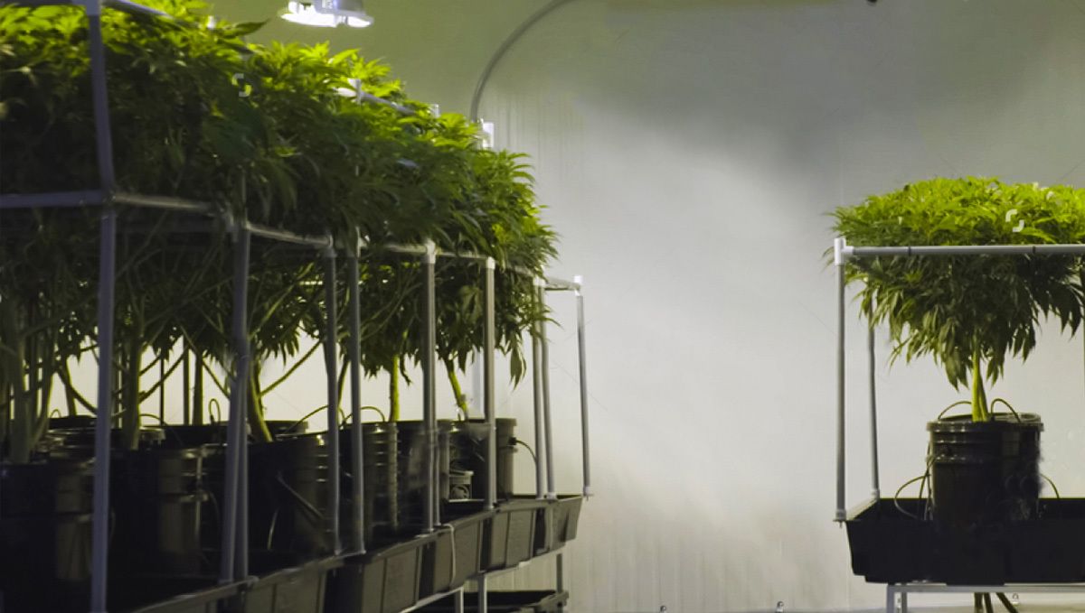 Wie man autoflowering Cannabispflanzen in Hydroponik-Systemen anbaut: Temperatur- und Feuchtigkeitskontrolle