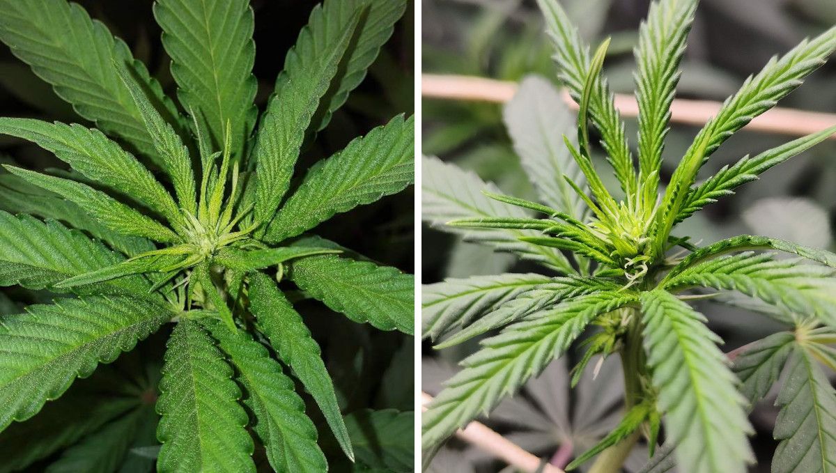 Tropicana Cookies FF cannabis strain: transition (pre-flower) | week 7 | the first signs of flowering on plant tops Tropicana Cookies FF cannabis strain: transition (pre-flower) | week 7 | the first signs of flowering on plant tops