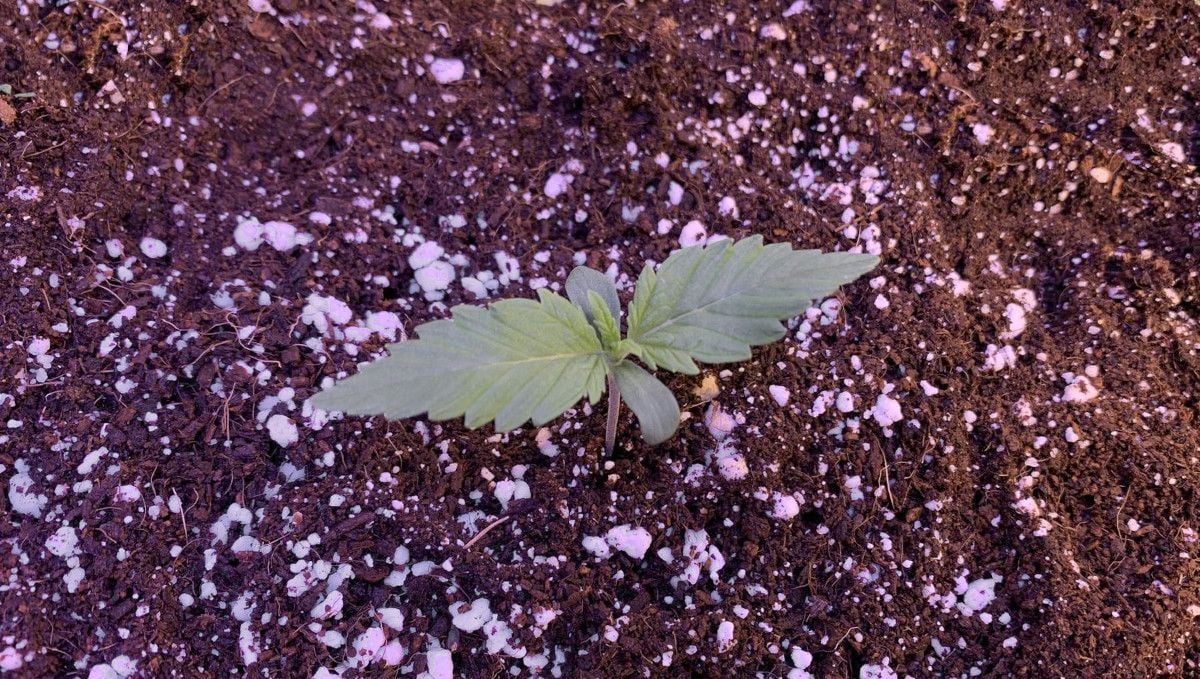 Z Auto Cannabis Strain Week-by-Week Guide: A weed seedling at the end of the first week, with the second pair of true leaves just showing