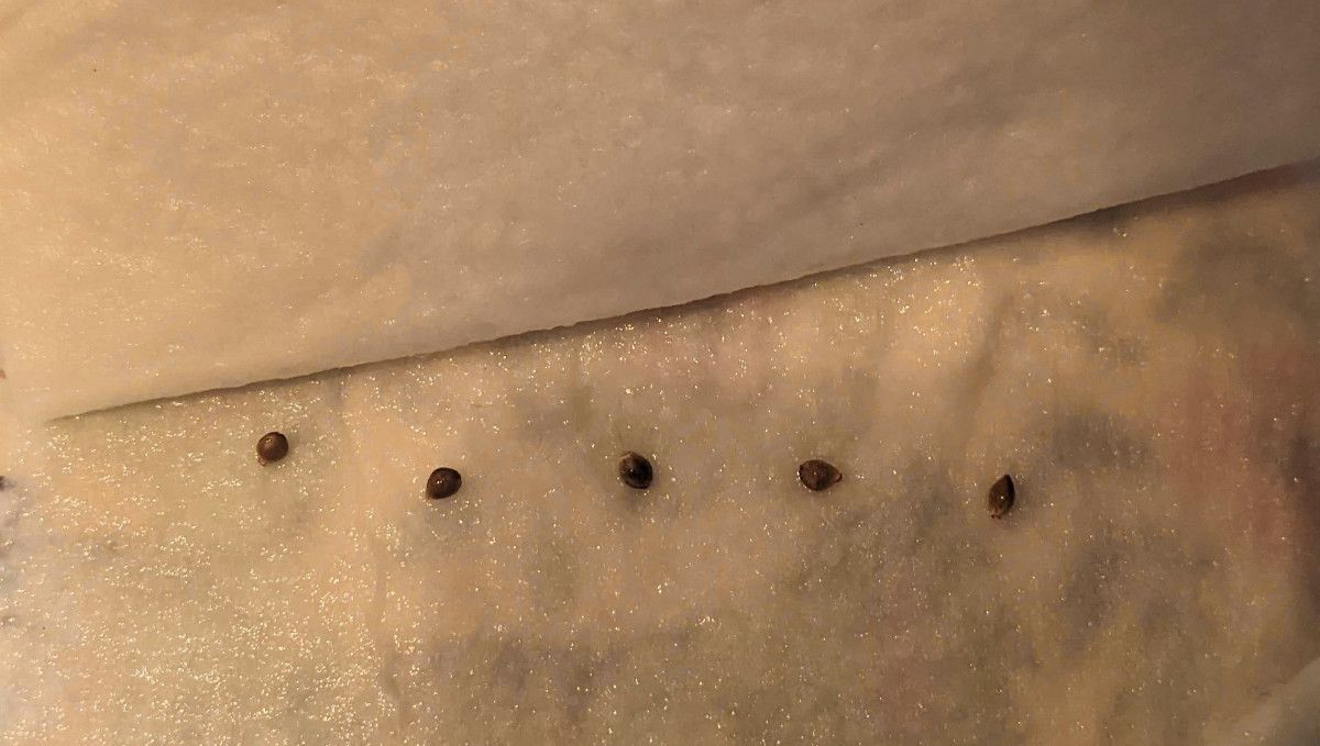 Banana Purple Punch Auto Cannabissorte: Keimung und Keimlingsphase | Woche 1 | Samen auf einem feuchten Papiertuch