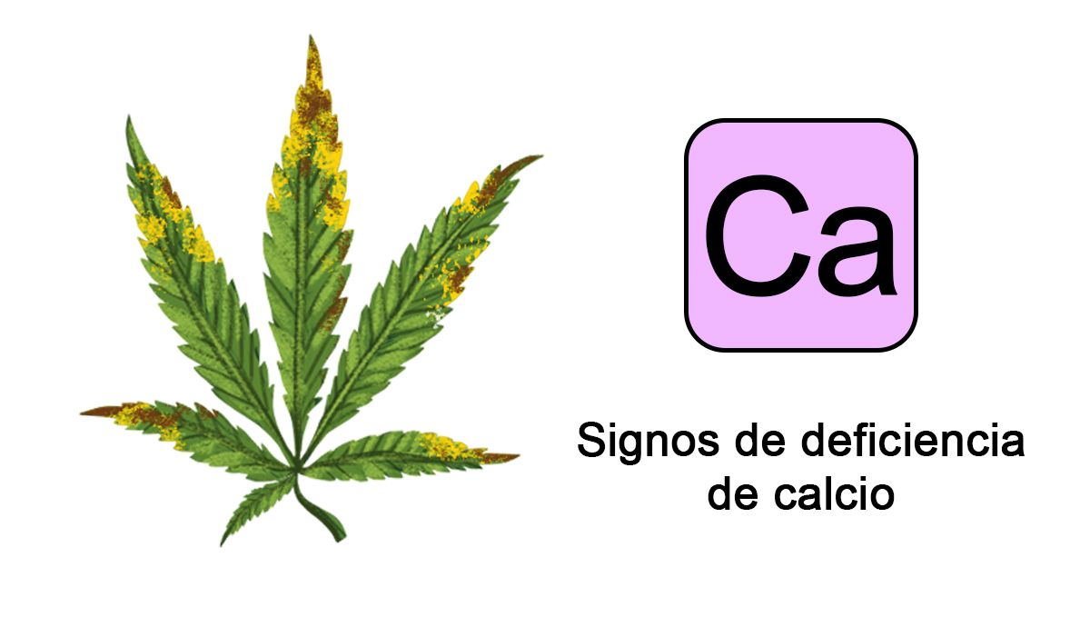 Deficiencias de nutrientes del cannabis: calcio