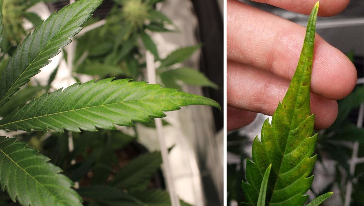 Forbidden Runtz Auto Cannabis Strain Week-by-Week Guide: Closeups of deficient marijuana leaves with yellow blotches and black spots Forbidden Runtz Auto Cannabis Strain Week-by-Week Guide: Closeups of deficient marijuana leaves with yellow blotches and black spots