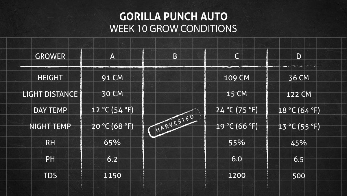 Gorilla Punch Auto cannabis strain: weeks 10+ grow conditions Gorilla Punch Auto cannabis strain: weeks 10+ grow conditions