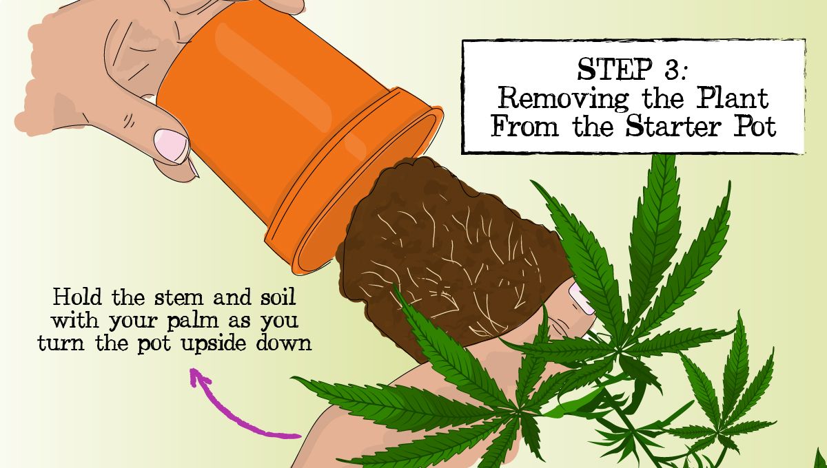 How to Successfully Repot a Cannabis Plant: A drawing showing a young cannabis plant taken out of the starter container before repotting