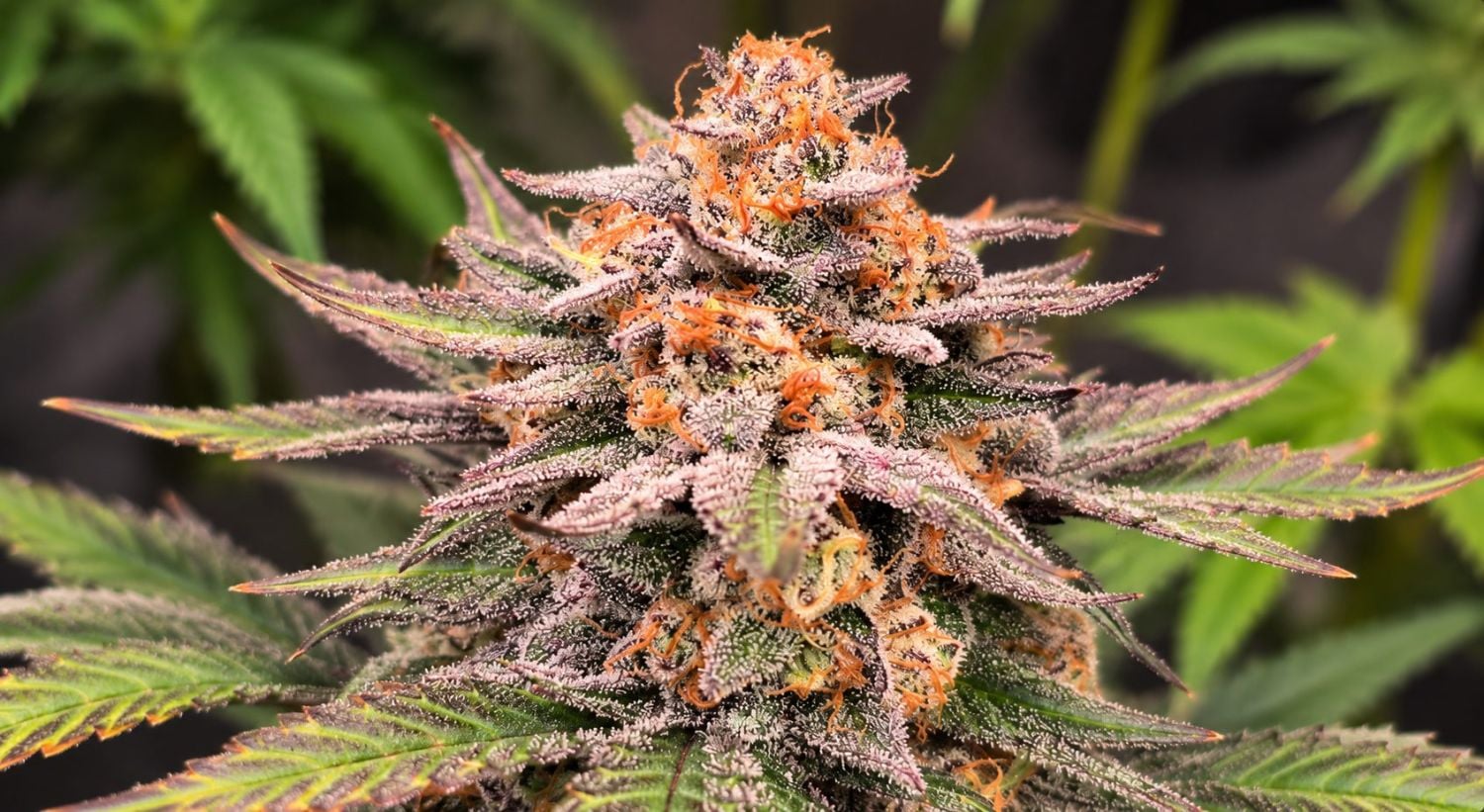 Корени од канабис: Поттикнување на развојот Cannabis Roots: Boost root development