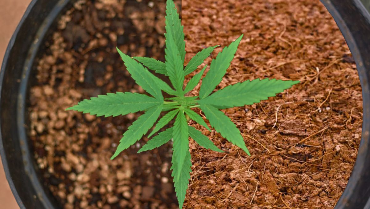 Your first grow setup: growing medium