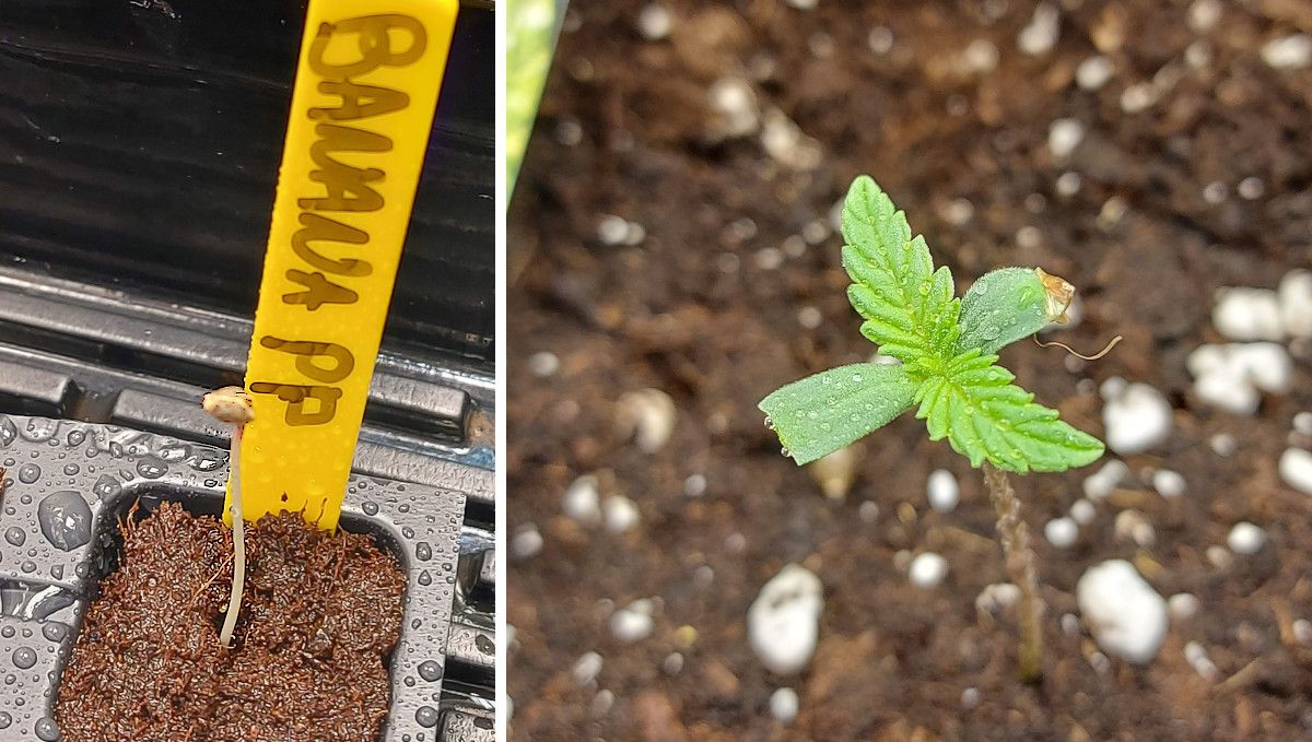 Banana Purple Punch Auto Cannabissorte: Keimung und Keimlingsphase | Woche 1 | Ein Keimling mit noch anhaftender Schale und nach dem Entfernen der Schale