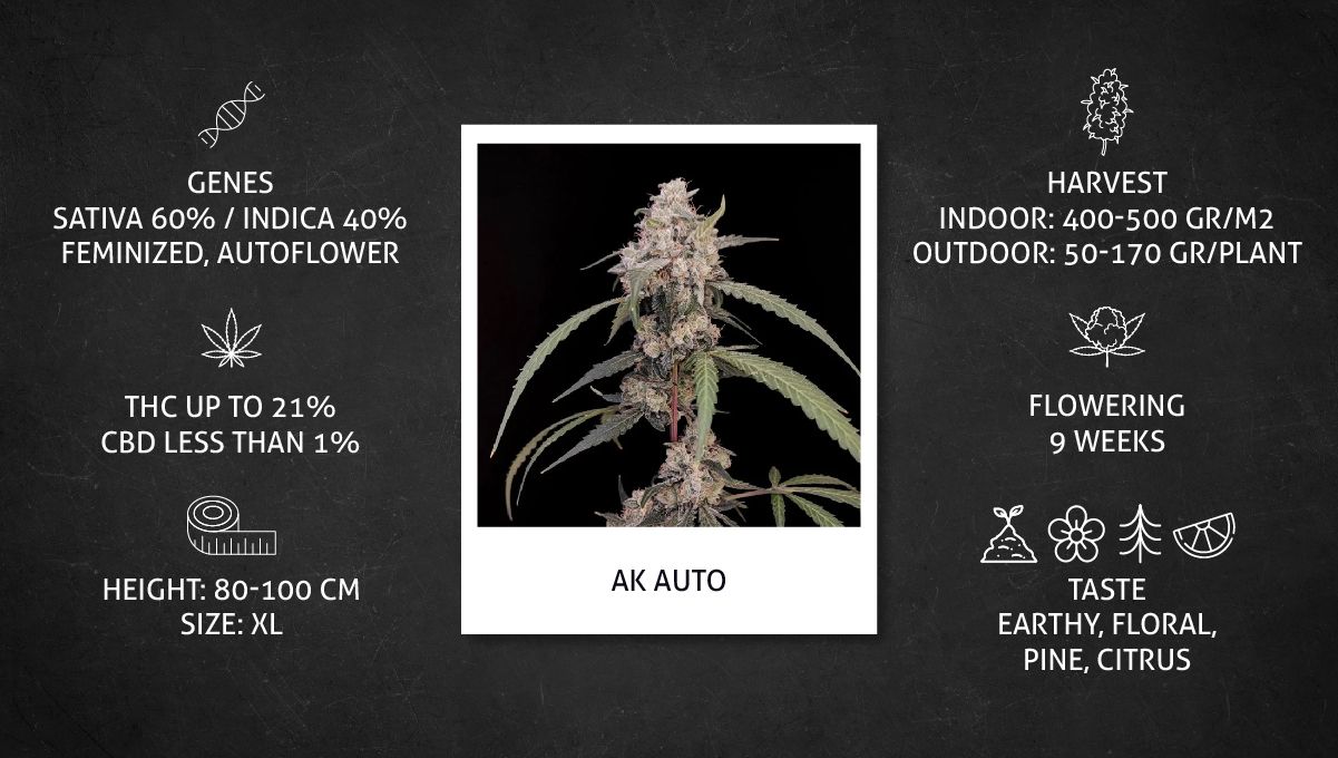 AK Auto Cannabis Strain: specs sheet