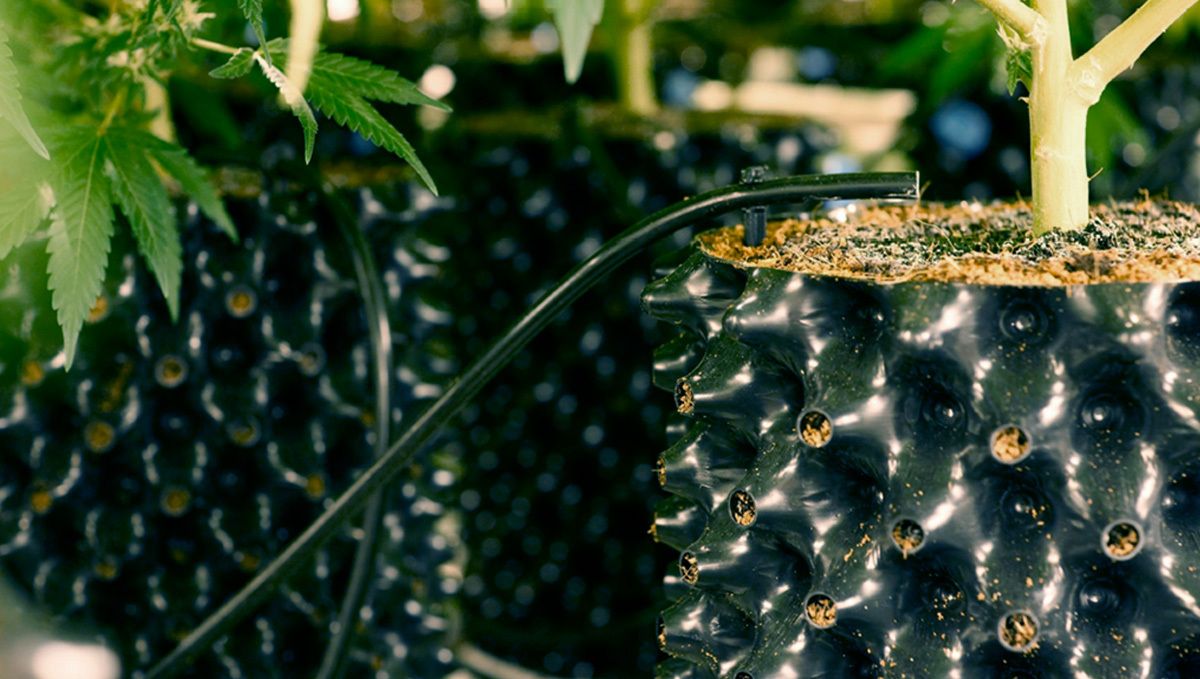 Types of containers to grow autoflowering seeds: air pots Types of containers to grow autoflowering seeds: air pots