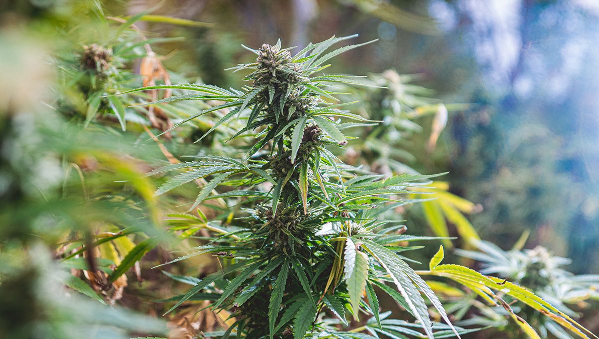 Weed in portugal: growing Weed in portugal: growing