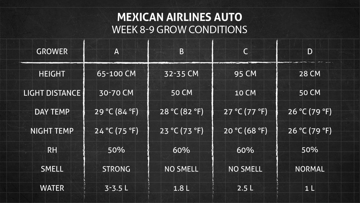 Mexican Airlines Auto cannabis strain: weeks 8-9 grow conditions