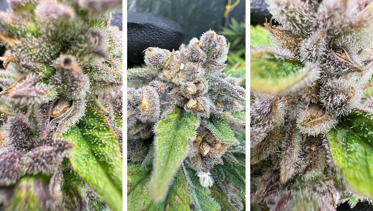 Gorilla Cookies bimbók magokkal