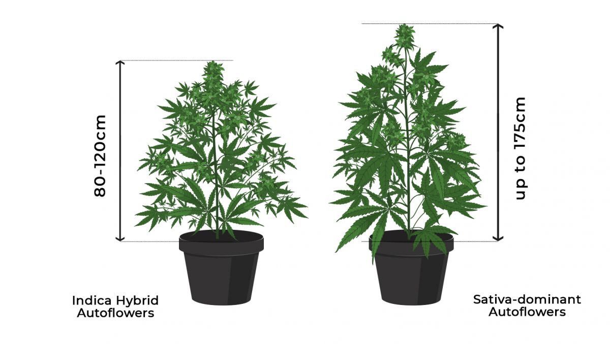 Alturas de las plantas de cannabis autofloreciente