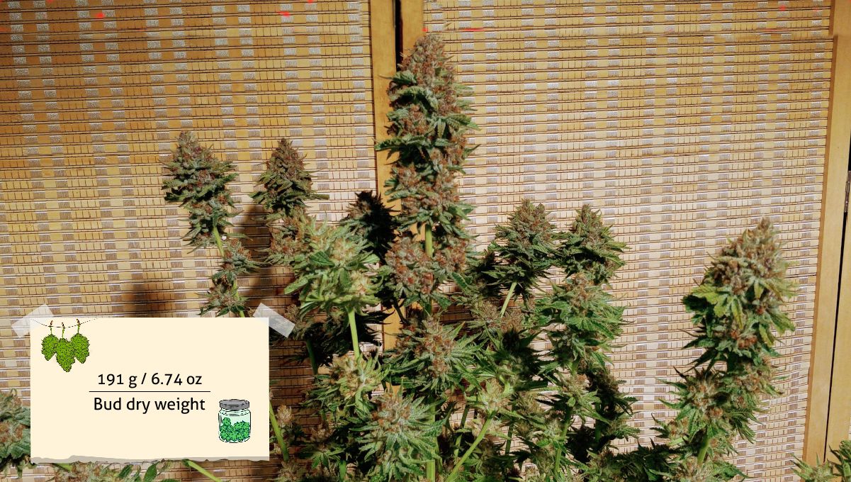 GG4 Sherbet FF cannabis strain: yield | an indoor plant with dense mature buds covered in brown pistils GG4 Sherbet FF cannabis strain: yield | an indoor plant with dense mature buds covered in brown pistils