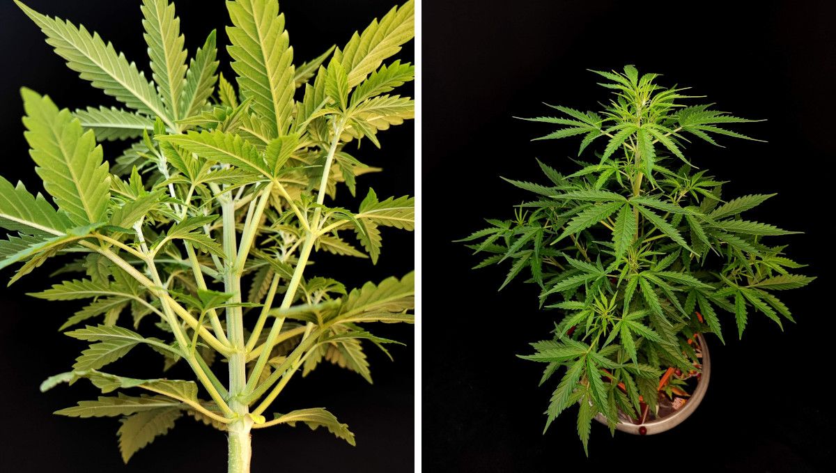 Six Shooter Auto cannabis strain: mid veg | weeks 3-4 | an extremely bushy autoflower Six Shooter Auto cannabis strain: mid veg | weeks 3-4 | an extremely bushy autoflower