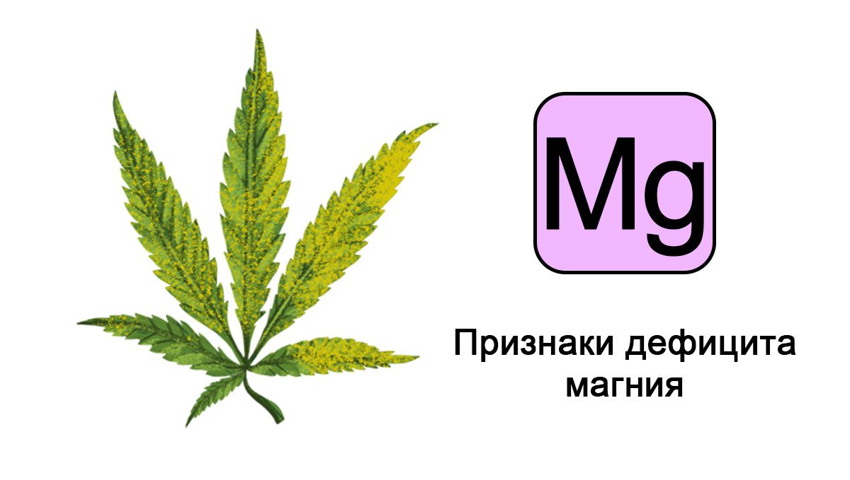 Дефицит магния
