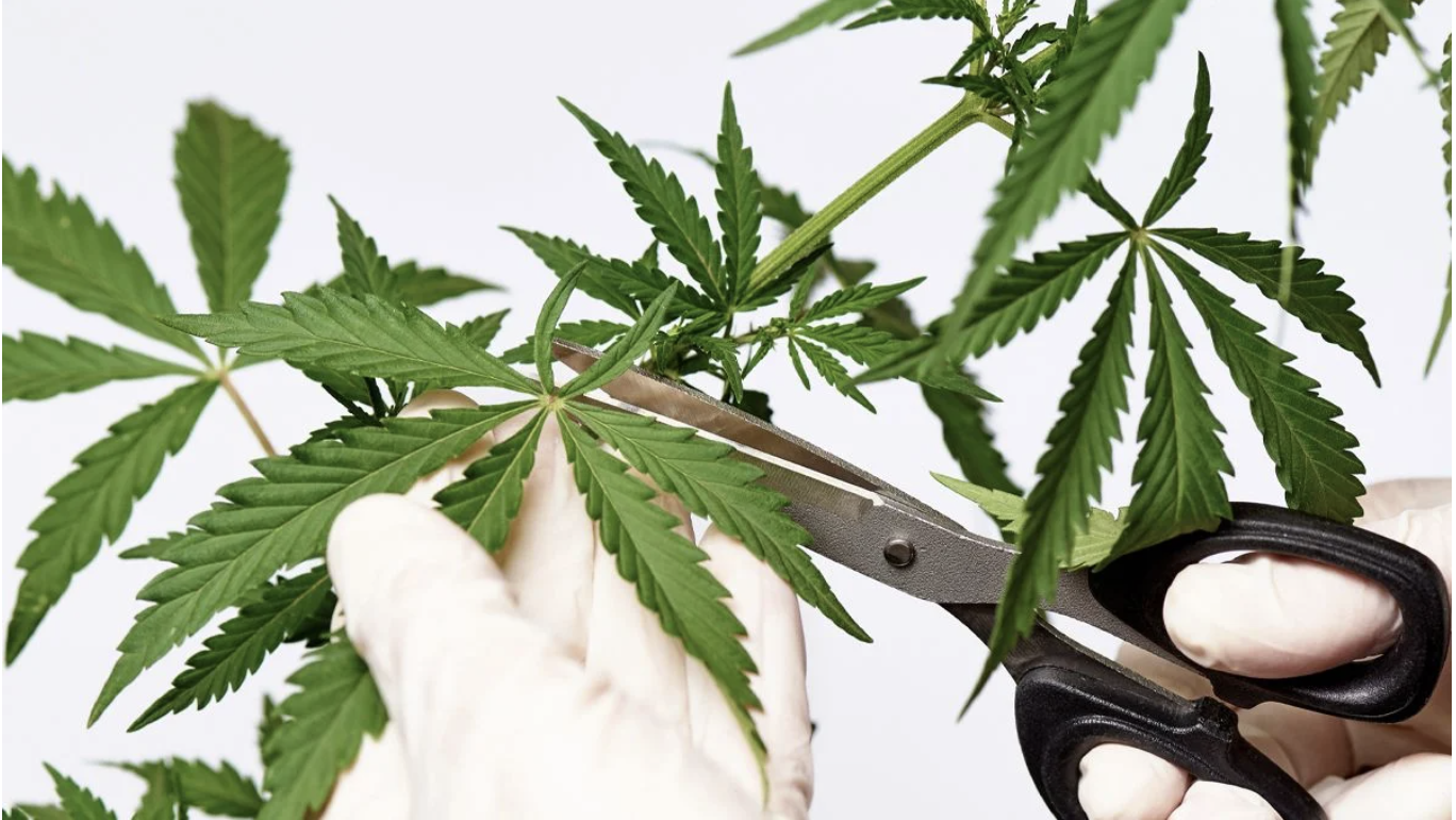 Screenshot 2021-08-11 at 12.01.51.png