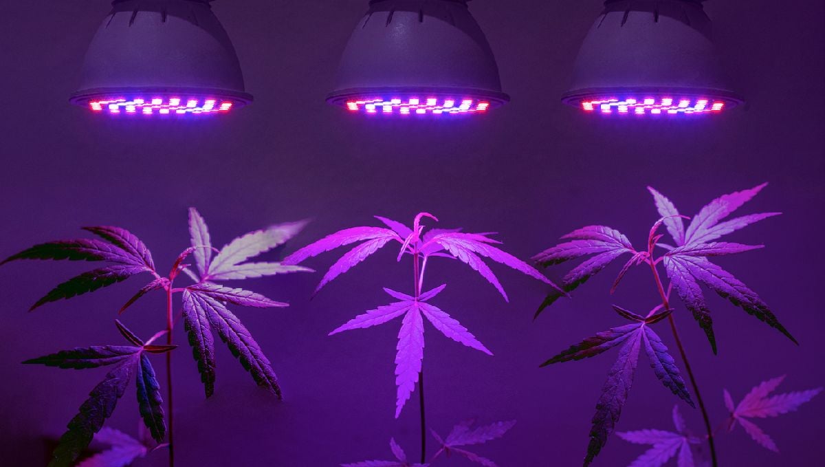 Indoor lights for cannabis grow: light positioning