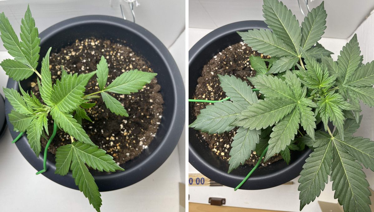 Six Shooter Auto cannabis strain: mid veg | weeks 3-4 | a low-stress trained plant Six Shooter Auto cannabis strain: mid veg | weeks 3-4 | a low-stress trained plant
