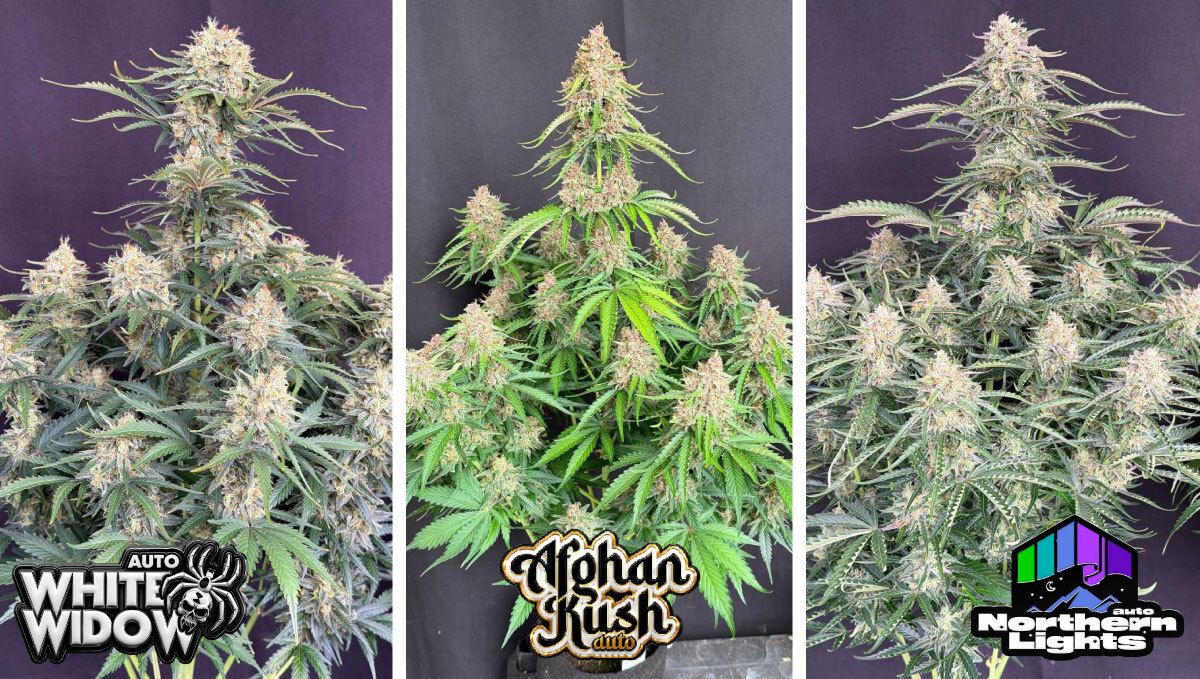 White Widow Auto, Afghan Kush Auto and Northern Lights Auto