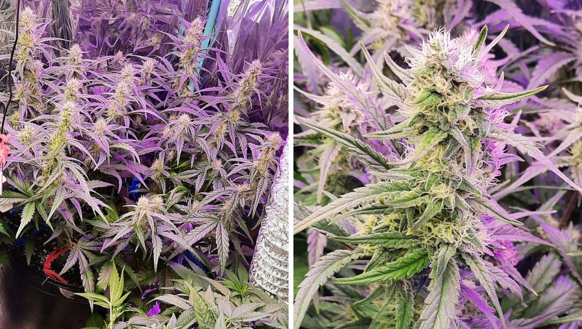 Strawberry Gorilla Auto Cannabissorte: Frühe Blüte | Wochen 6-7 | Nahaufnahmen von unreifen Blüten Strawberry Gorilla Auto Cannabissorte: Frühe Blüte | Wochen 6-7 | Nahaufnahmen von unreifen Blüten