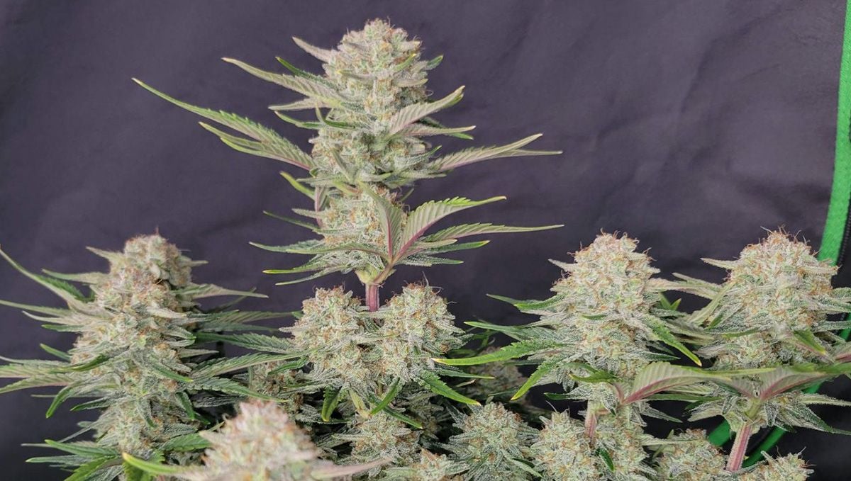 Bild-Alt-Text: Top 5 der besten Indica-Autoflower-Sorten: Apricot Auto Bild-Alt-Text: Top 5 der besten Indica-Autoflower-Sorten: Apricot Auto