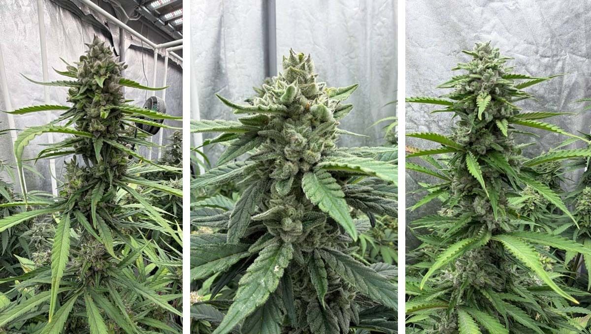 Flowering of Gorilla Cookies 