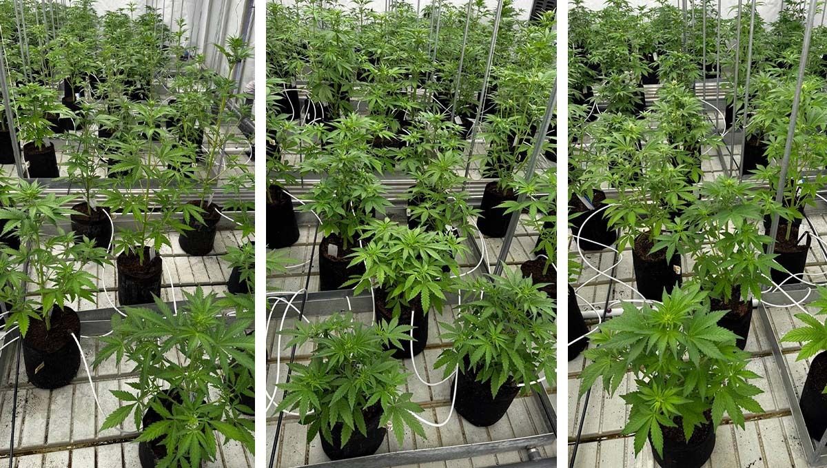 Defoliation