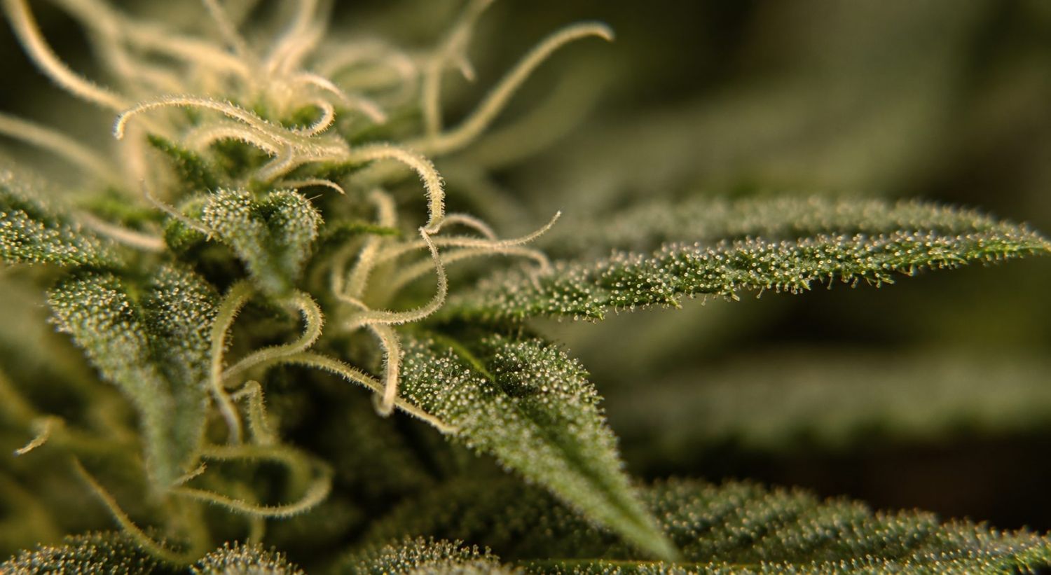 Ako zistiť, kedy autoflower kvitne: 7. týždeň Ako zistiť, kedy autoflower kvitne: 7. týždeň