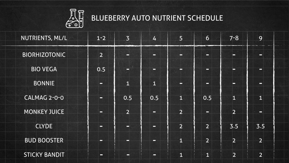 Blueberry Auto cannabis strain: feeding chart for the vegetative and flowering stage Blueberry Auto cannabis strain: feeding chart for the vegetative and flowering stage