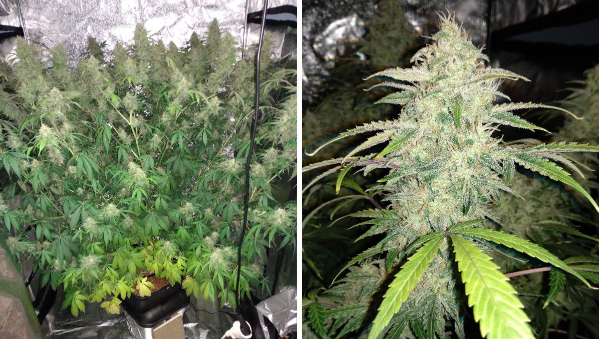 Tangerine Dream Auto cannabis strain: ripening and harvest | weeks 10 | a huge indoor autoflower grown in DWC and a closeup of a fat frosty bud with most pistils still white
