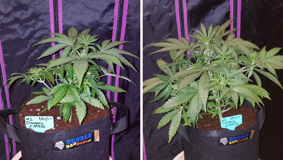 Pineapple Express Auto cannabis strain: mid veg | weeks 3-4 | a compact, bushy autoflower in a grow bag filled with coco coir