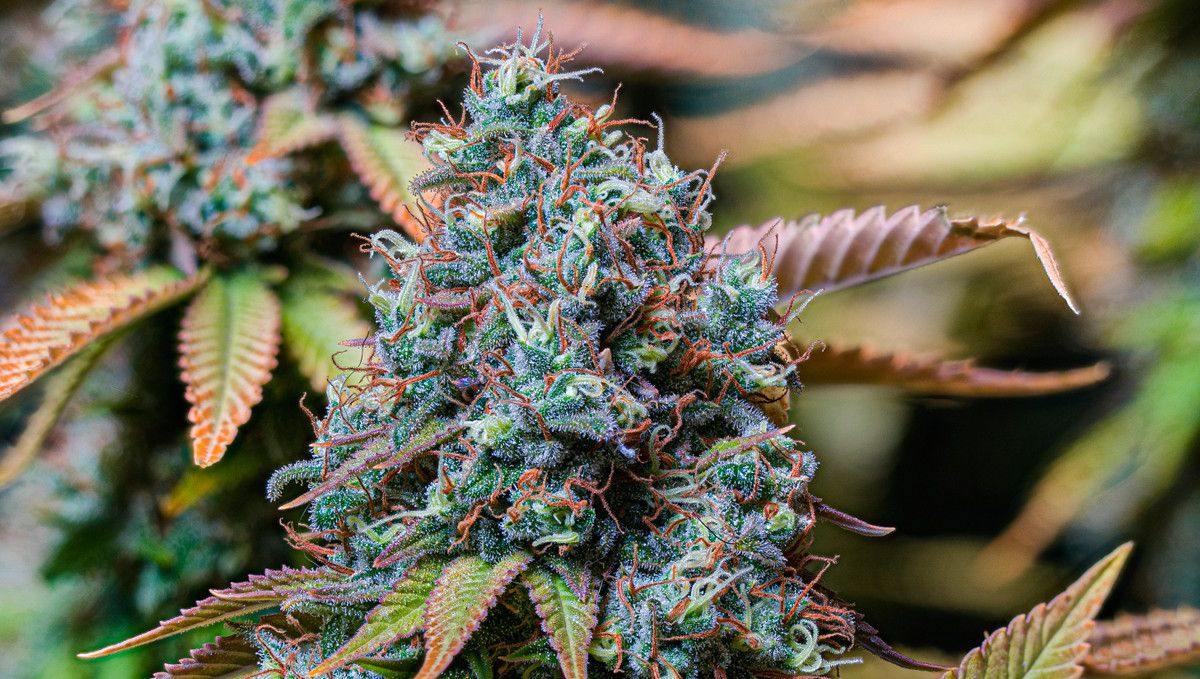 15 Best Strains for Male Arousal in 2022: Sour Diesel 15 Best Strains for Male Arousal in 2022: Sour Diesel