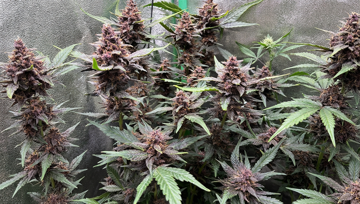 Виолетова густина на Lemon Cherry Cookies, победничка фотографија од @SledgeHammer78.