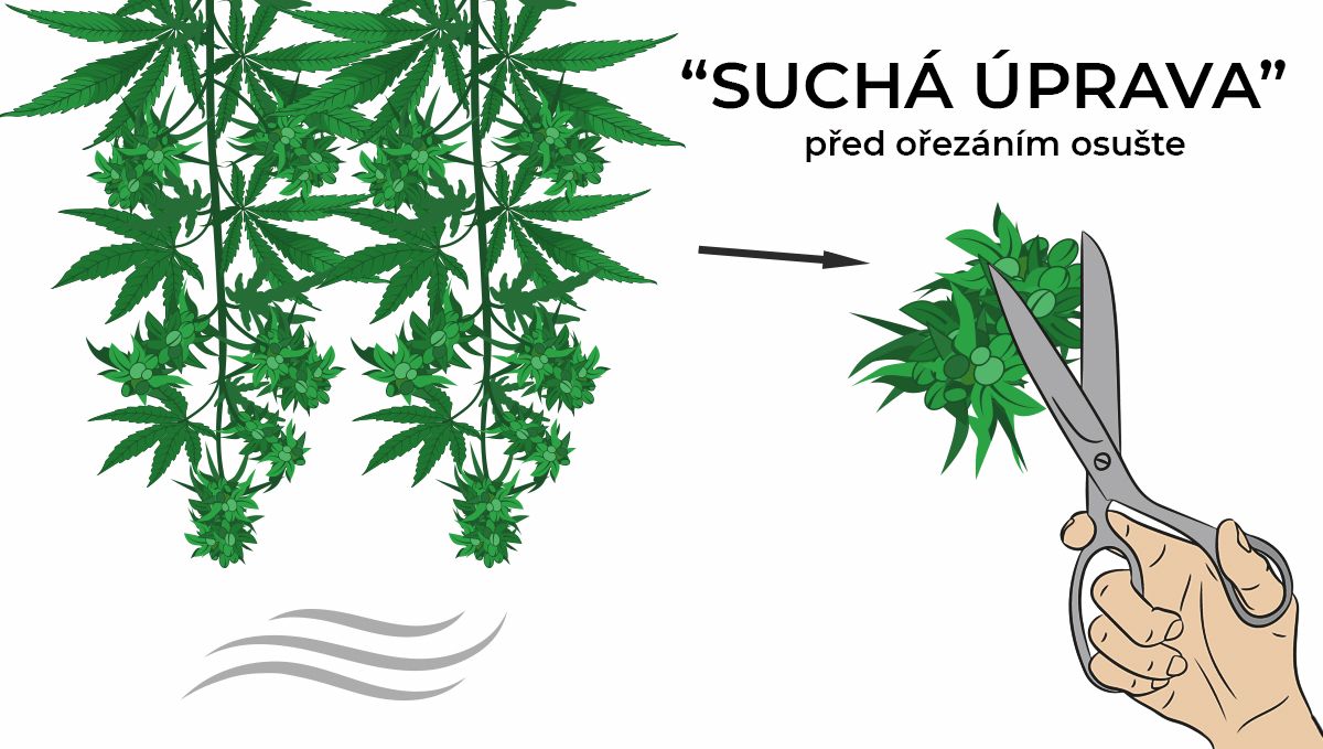 Jak sušit konopí: suché stříhání