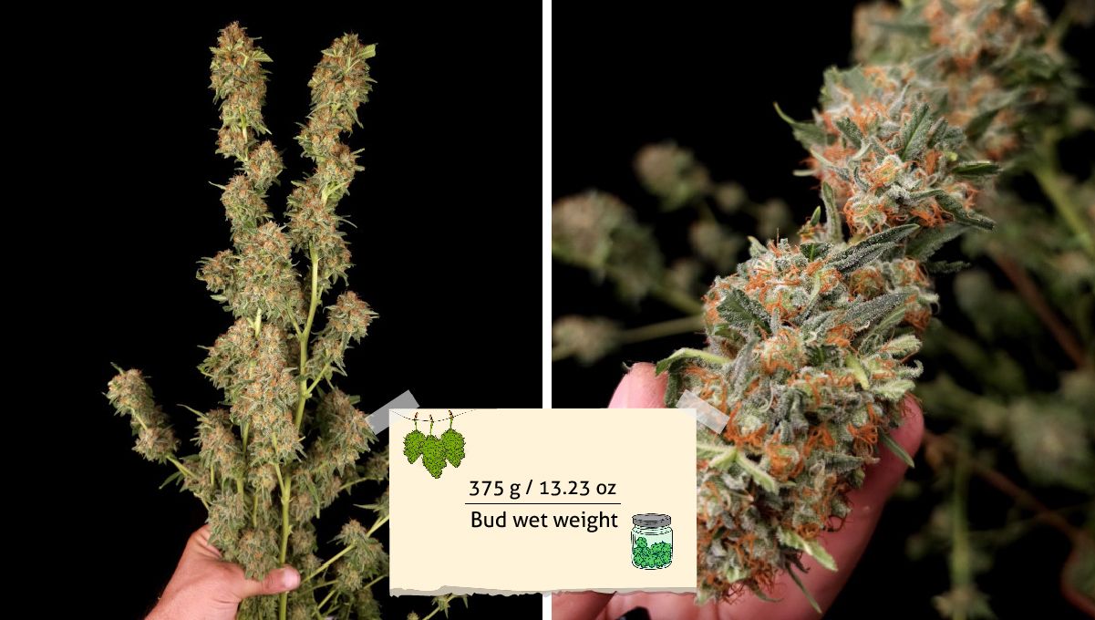 Wedding Cheesecake FF cannabis strain: yield | a grower's hands holding branches covered in long trimmed colas