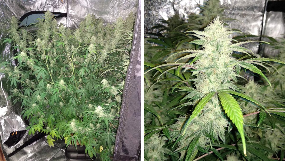 Tangerine Dream Auto cannabis strain: mid flower (bulk phase) | weeks 8-9 | a huge autoflower filling the grow tent to the brim and a closeup of a long, fat, frosty bud