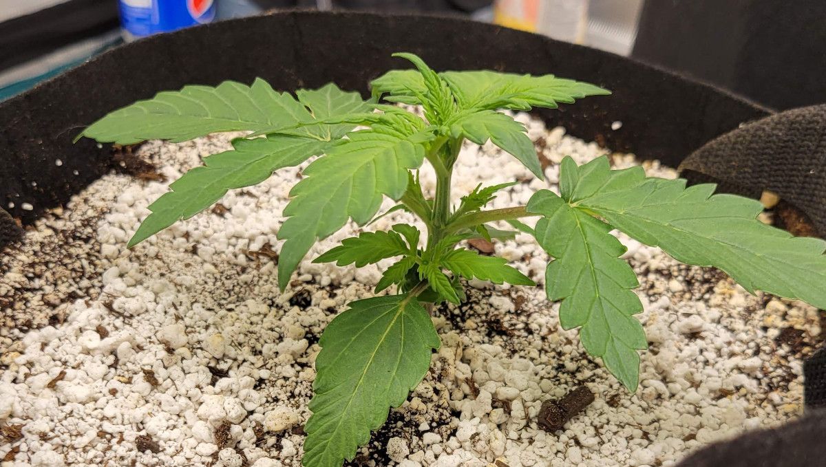 Mimosa Cake Auto cannabis strain: early veg | week 2 | a young indoor weed plant growing in a pot with a lot of perlite