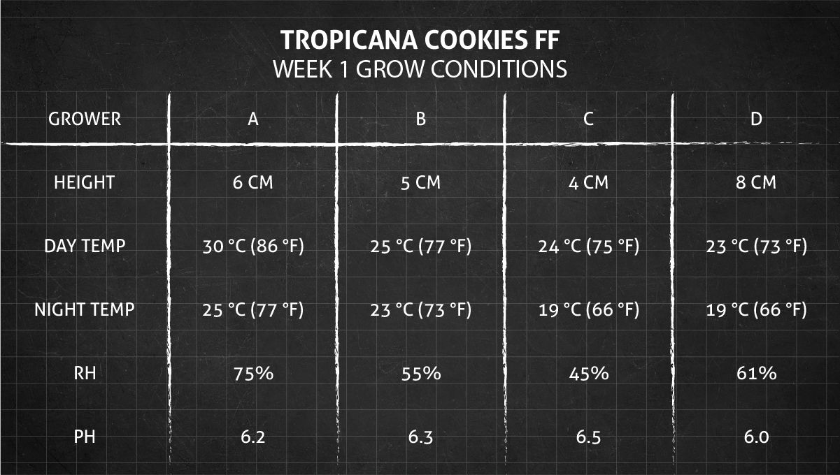 Tropicana Cookies FF cannabis strain: week 1 grow conditions Tropicana Cookies FF cannabis strain: week 1 grow conditions