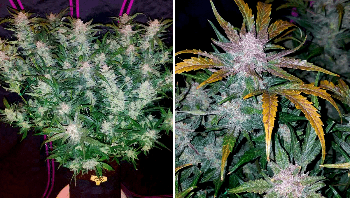 Top 5 der besten autoflowering Sorten für Konzentration: Mexican Airlines Auto Top 5 der besten autoflowering Sorten für Konzentration: Mexican Airlines Auto