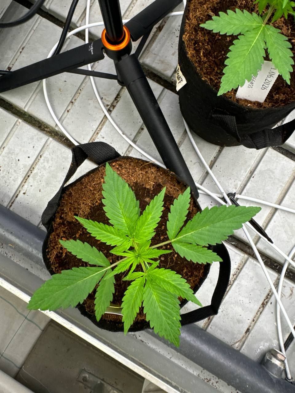 Cherry Cola Auto RF3