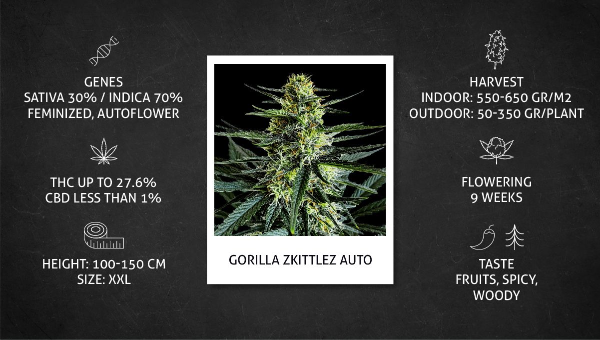 Gorilla Z Auto cannabis strain: data sheet Gorilla Z Auto cannabis strain: data sheet