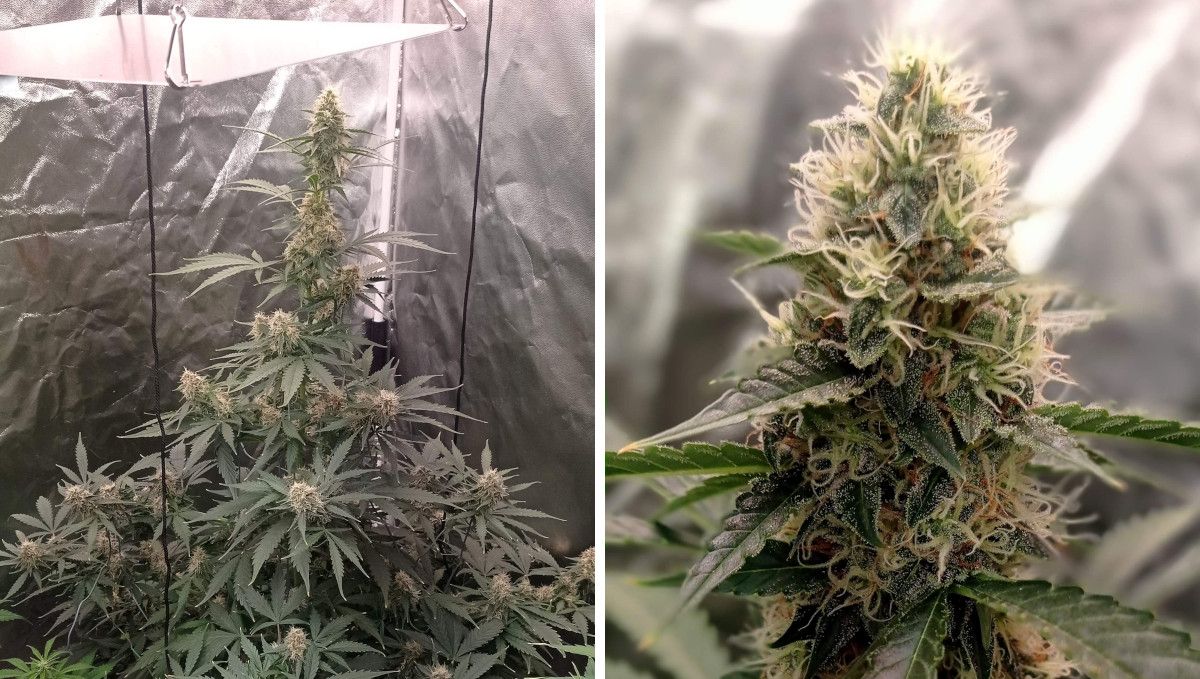 Strawberry Cheesecake Auto cannabis strain: mid flower (bulk phase) | weeks 8-9 | a tall autoflower growing very close to the LED light indoors and a closeup of its bud that's bulking up but still has immature pistils