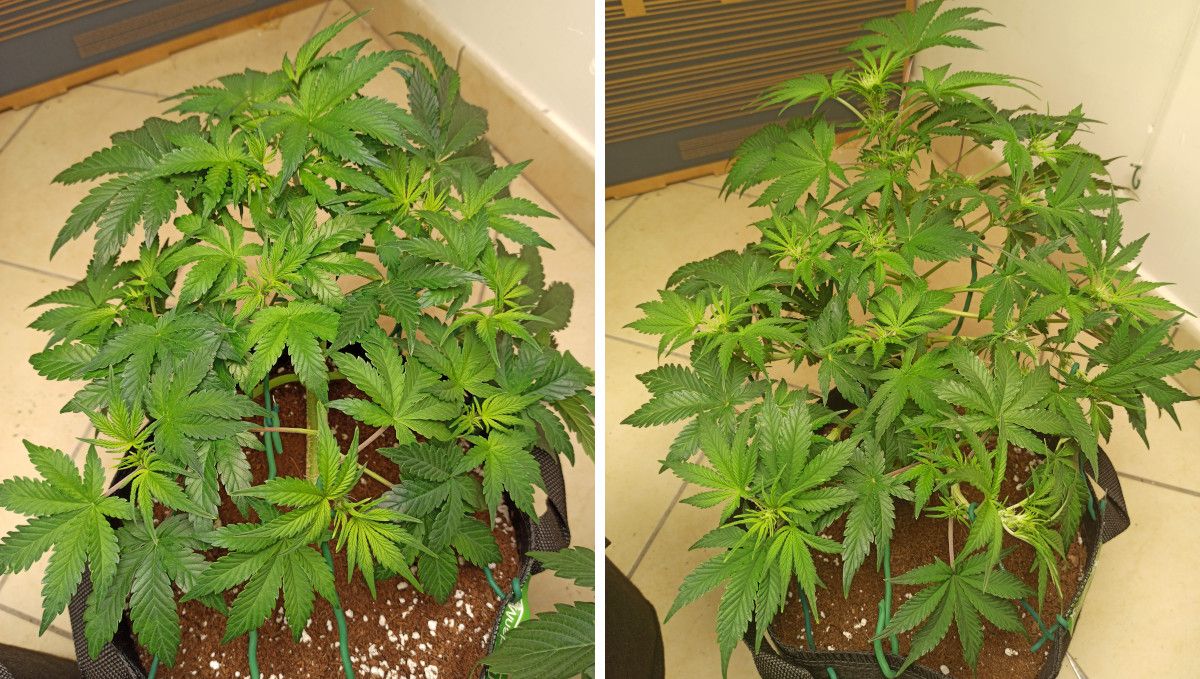 Mimosa Cake Auto cannabis strain: transition (pre-flower) | week 5 | a low-stress trained marijuana plant on the cusp of flowering