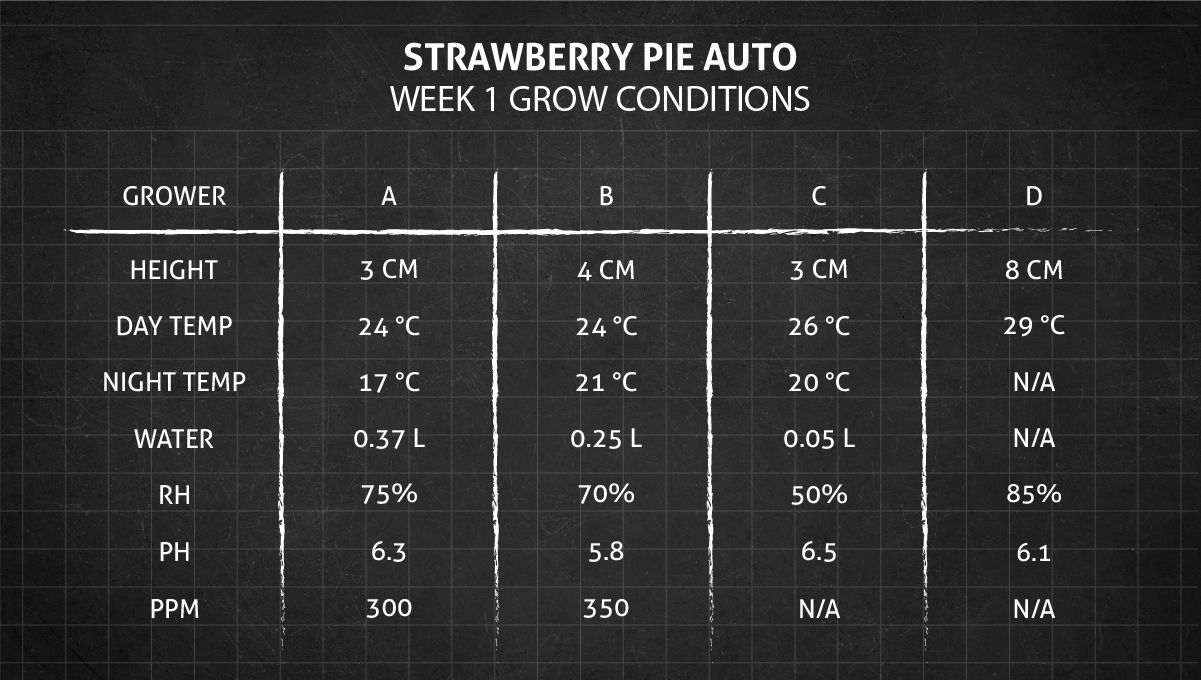 Strawberry Pie Auto Cannabis Strain Week-by-Week Guide: Week 1 grow conditions