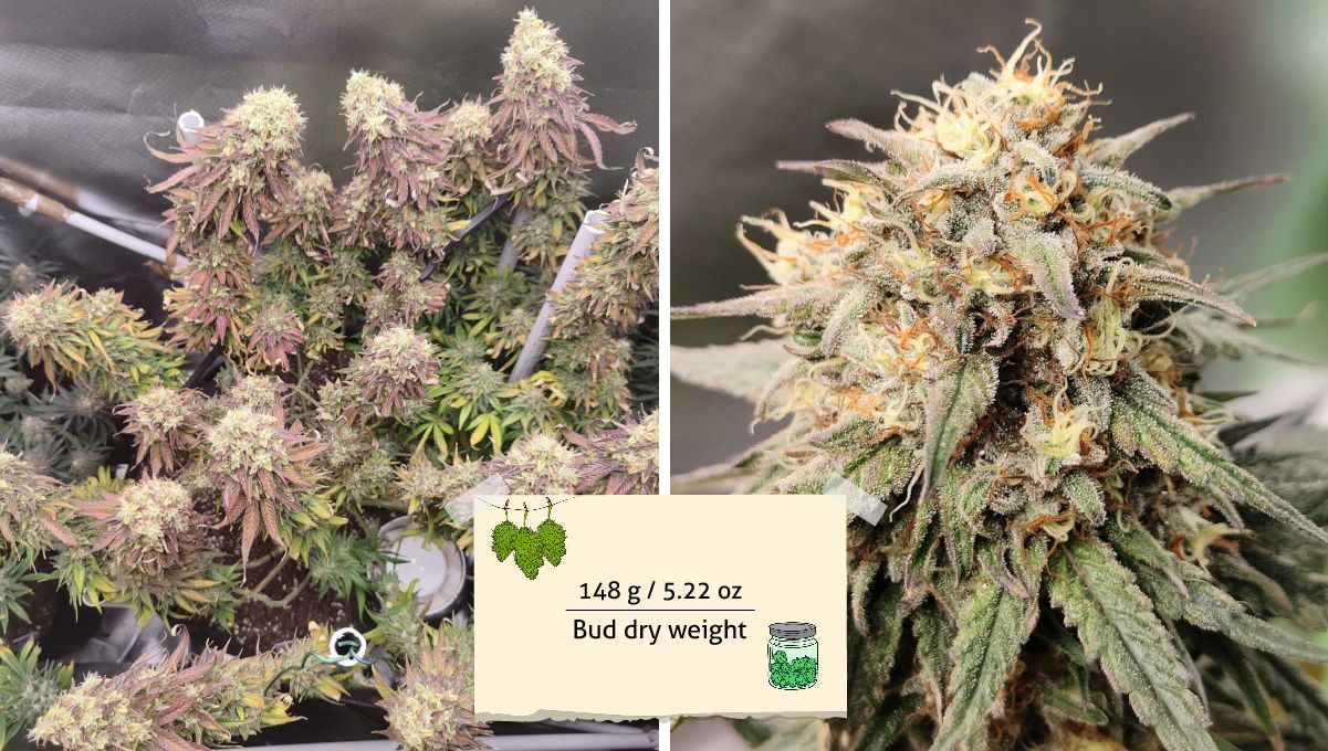 Tropicana Cookies FF cannabis strain: yield | a very mature plant with reddish leaves and a closeup of one of its colas Tropicana Cookies FF cannabis strain: yield | a very mature plant with reddish leaves and a closeup of one of its colas